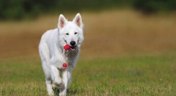 5 Reasons Why Dogs Should Play With Toys