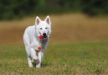 5 Reasons Why Dogs Should Play With Toys -