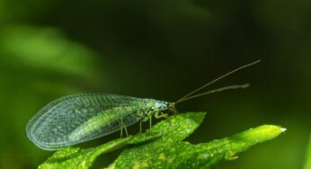 Natural Pest Control for Your Garden This Spring