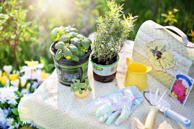 How to Plan an Herb Garden - plan, outdoors, herbs, color, basil, backyars plant, backyard boss