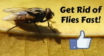 How to Get Rid of Flies Indoors?