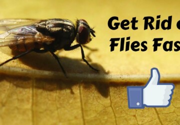 How to Get Rid of Flies Indoors? - vectothor, get rid of flies