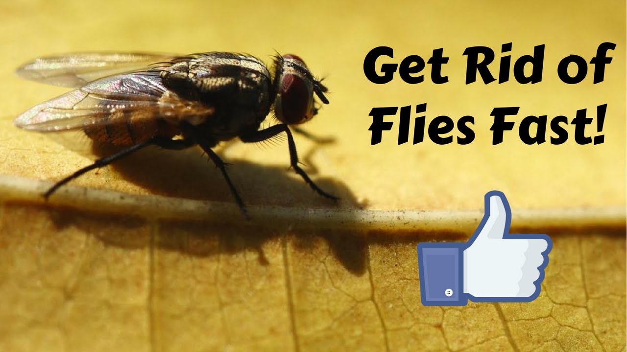How To Get Rid Of Flies Indoors,How To Clean Hats Without Ruining Them