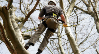 Characteristics of a Reliable Tree Removal Company