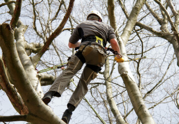 Characteristics of a Reliable Tree Removal Company - tree, remover, outdoors, garden