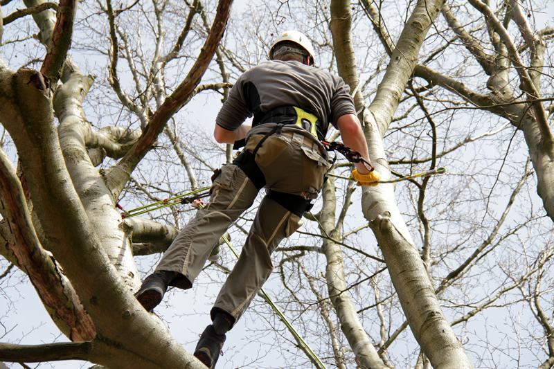 tree removal in Chilliwack