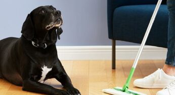 How to Get Rid of Pet Hair