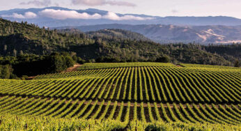 The Top Places to Visit in California Wine Country