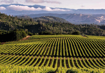 The Top Places to Visit in California Wine Country - winery, wine country, visit, vineyard, top places, nature parks, california