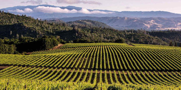 The Top Places to Visit in California Wine Country - winery, wine country, visit, vineyard, top places, nature parks, california