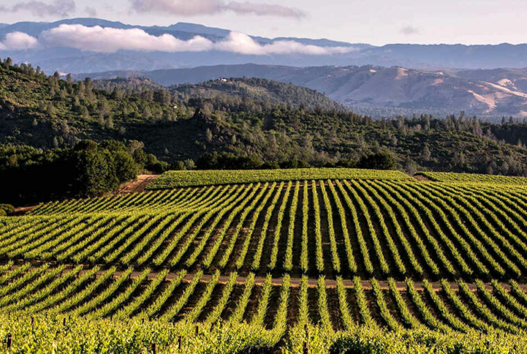The Top Places to Visit in California Wine Country - winery, wine country, visit, vineyard, top places, nature parks, california