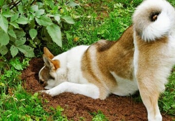 6 Ideas For Creating A Backyard Your Dog Will Dig - dog, backyard, aeral cable run