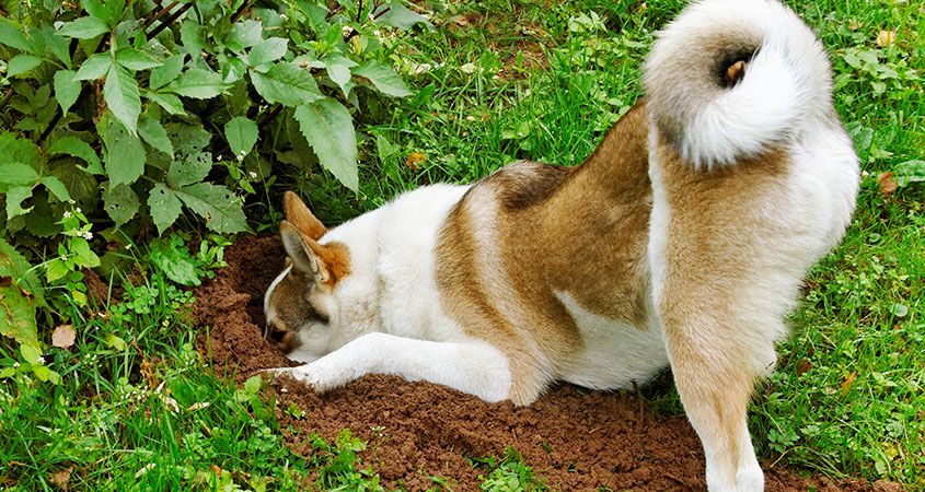 6 Ideas For Creating A Backyard Your Dog Will Dig