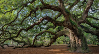 How to Keep Your Beautiful, Old Trees
