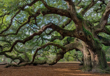 How to Keep Your Beautiful, Old Trees - water, trees, tree hanging, soil, roots, old tree, care, bark