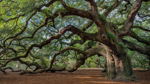 How to Keep Your Beautiful, Old Trees - water, trees, tree hanging, soil, roots, old tree, care, bark