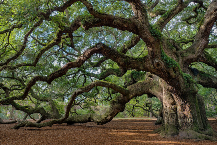 How to Keep Your Beautiful, Old Trees - water, trees, tree hanging, soil, roots, old tree, care, bark