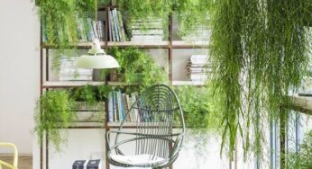 Decorate with Plants and Brighten up your World