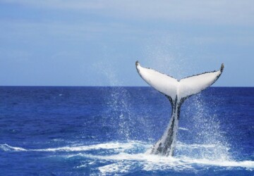 5 Benefits to Whale Watching In Australia - whale, watch, stress relieve, benefits, australia