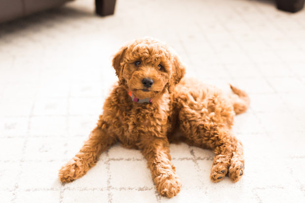 miniature goldendoodle hypoallergenic