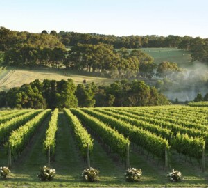 Best Wineries in Mornington Peninsula - yabby lake, winery, wine center, quealy, Mornington, hill estate, crittenden