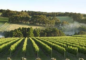 Best Wineries in Mornington Peninsula - yabby lake, winery, wine center, quealy, Mornington, hill estate, crittenden