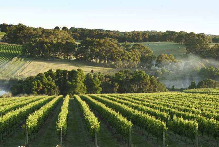 Best Wineries in Mornington Peninsula Best Wineries in Mornington Peninsula - yabby lake, winery, wine center, quealy, Mornington, hill estate, crittenden