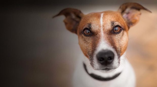 An Insight into a Dog’s Life - punishment, life, insight, health, dog, boredom