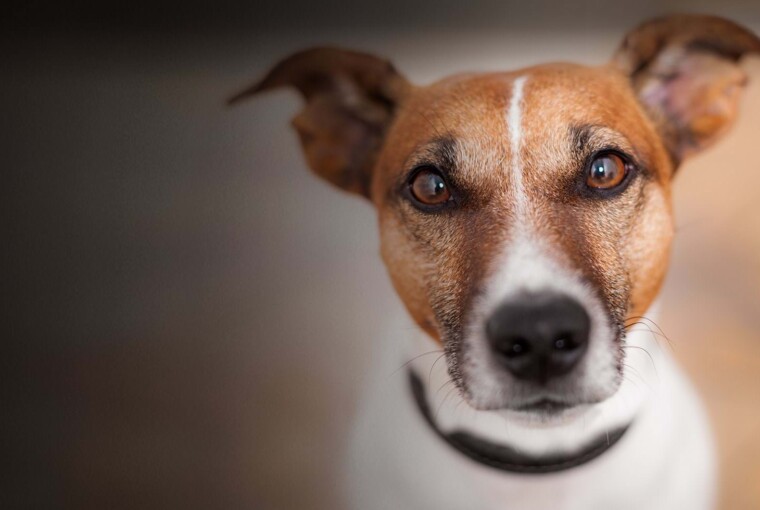 An Insight into a Dog’s Life An Insight into a Dog’s Life - punishment, life, insight, health, dog, boredom