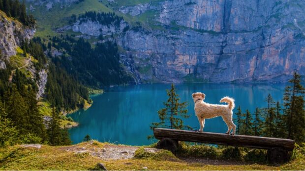 The Top Tips for Hiking With Your Dog - trained, parasite, Hiking, hike, dog