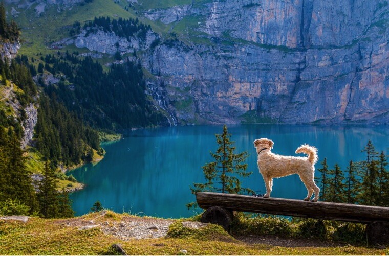 The Top Tips for Hiking With Your Dog - trained, parasite, Hiking, hike, dog