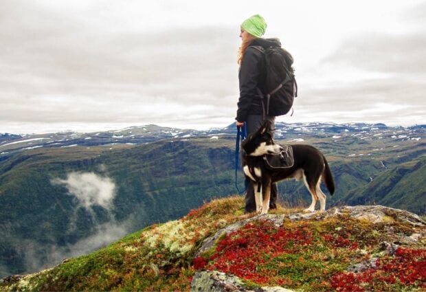 The Top Tips for Hiking With Your Dog - trained, parasite, Hiking, hike, dog