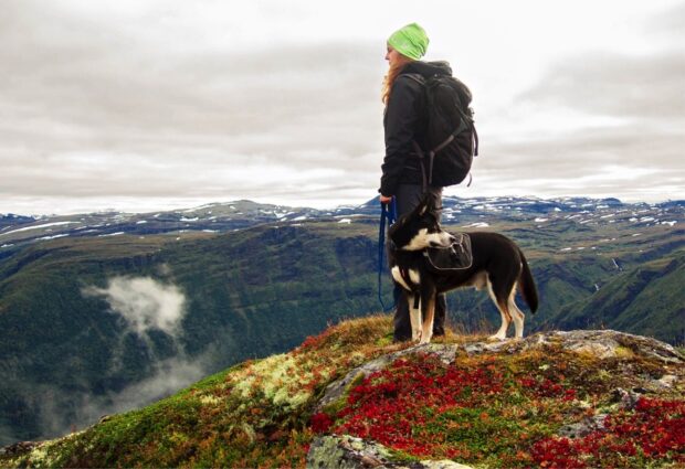 The Top Tips for Hiking With Your Dog