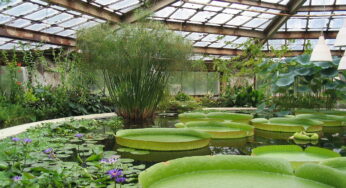 Tech For Your Home Greenhouse in 2020