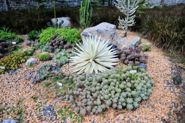 10 Gorgeous And Easy DIY Rock Gardens - DIY Rock Gardens, DIY Rock Garden Ideas, DIY Rock Garden