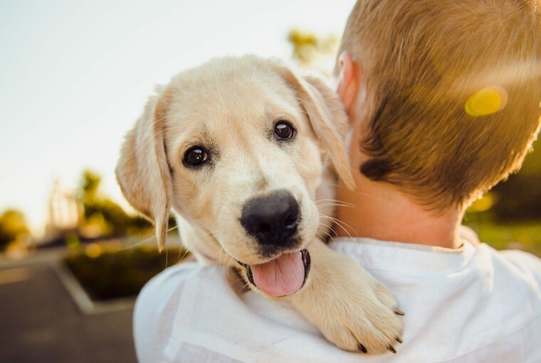 Factors That Affect Pet Insurance Rates Factors That Affect Pet Insurance Rates - rates, Pet, period, location, insurance, factors, coverage, age