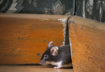 A 3 Step Guide to Prevent or Control Mice Infestation - prevent mouse, Mice Infestation, house, clean