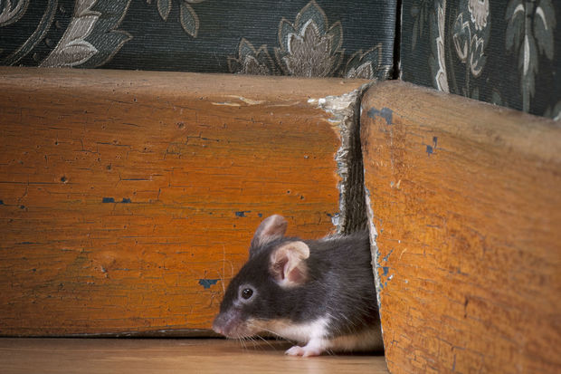 A 3 Step Guide to Prevent or Control Mice Infestation - prevent mouse, Mice Infestation, house, clean