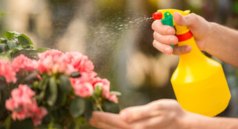 Best Organic Pest Control For Your Home 2020