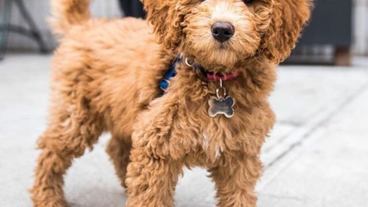 How Often Should You Get A Goldendoodle Groomed