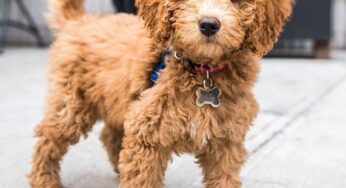 How To Groom A Goldendoodle
