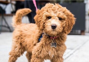 How To Groom A Goldendoodle - types, shaving, Lifestyle, importance, hair plucking, grooming, goldendoodle, brushing, bathing