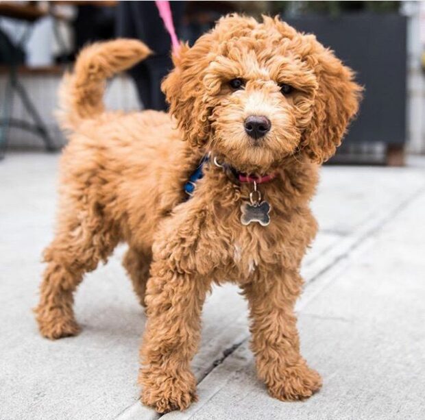 How To Groom A Goldendoodle - types, shaving, Lifestyle, importance, hair plucking, grooming, goldendoodle, brushing, bathing