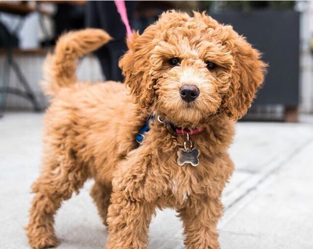 How To Groom A Goldendoodle How To Groom A Goldendoodle - types, shaving, Lifestyle, importance, hair plucking, grooming, goldendoodle, brushing, bathing