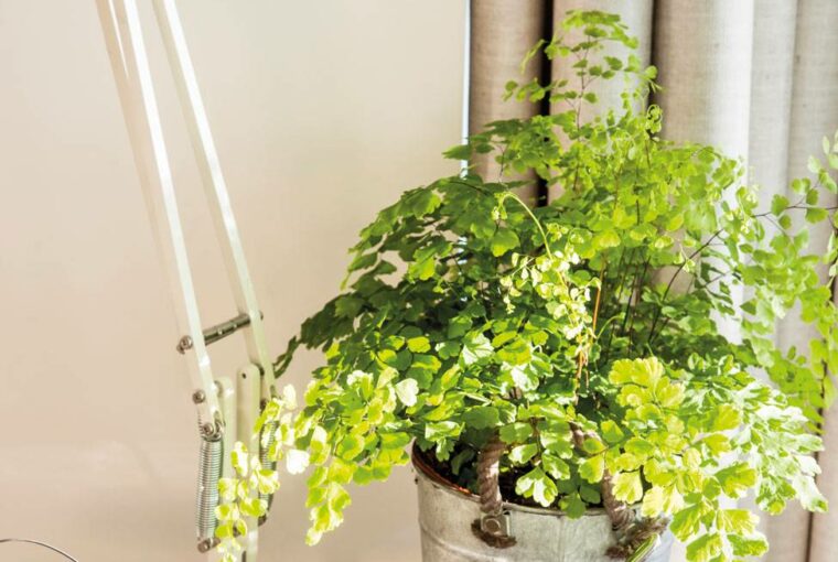 Ideas to Reuse Coffee Ideas to Reuse Coffee - how to reuse coffee, DIY & craft, clean home, beauty