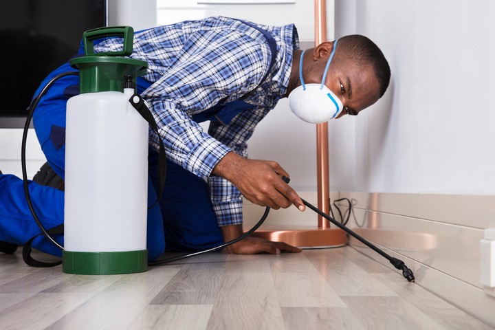 How to Prepare for a Pest Treatment for Your Orange County Home - pest, home, control, clean