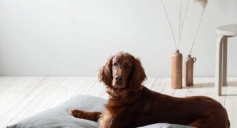 6 Essential Products for Your Dog