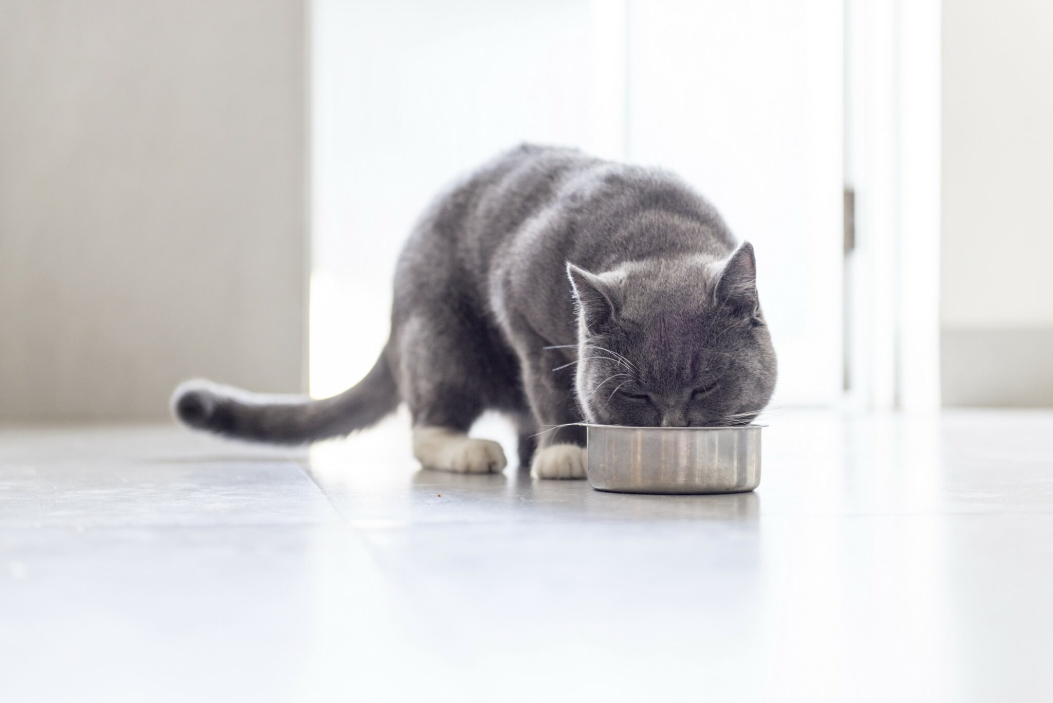 How To Choose The Best Food For Your Cat?