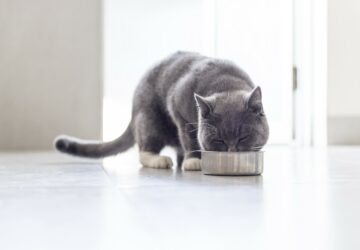 How To Choose The Best Food For Your Cat? - semi humid cat food, cats, cat moist food, cat food, cat dry food, carnivore, adequate food for cats