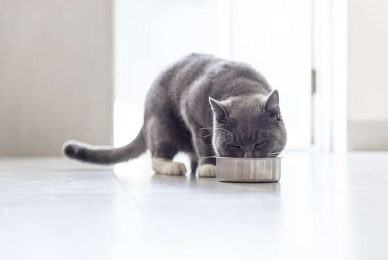 How To Choose The Best Food For Your Cat? How To Choose The Best Food For Your Cat? - semi humid cat food, cats, cat moist food, cat food, cat dry food, carnivore, adequate food for cats